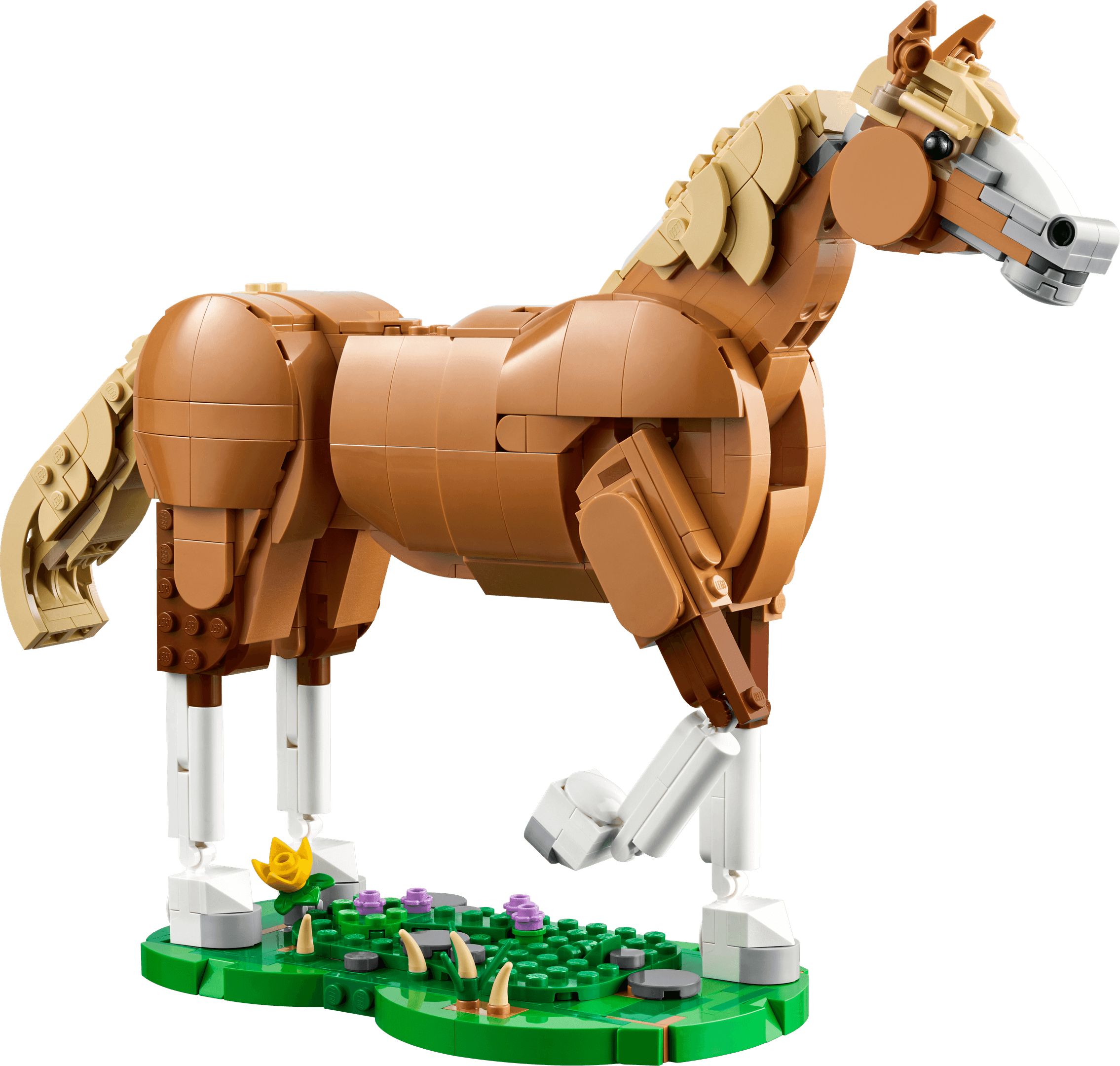Beautiful Horse